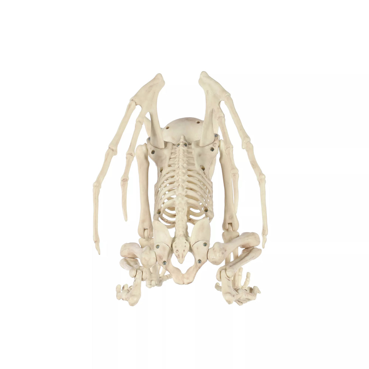 Gargoyle Skeleton